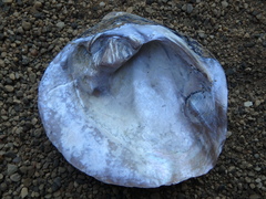 Cyclonaias tuberculata