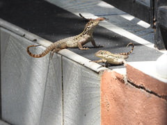 Leiocephalus carinatus