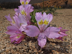 Alstroemeria violacea
