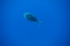 Xanthichthys ringens
