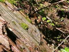 Sceloporus grammicus