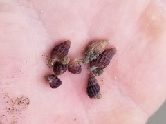 Ilyanassa trivittata