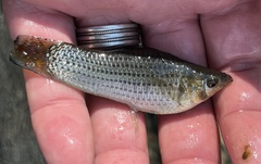 Poecilia latipinna