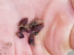 Ilyanassa trivittata