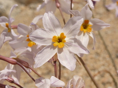 Leucocoryne coronata