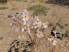 Leucocoryne coronata