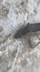 Burtinus notatipennis