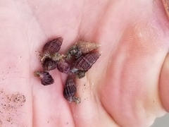 Ilyanassa trivittata