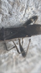 Burtinus notatipennis