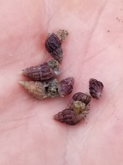 Ilyanassa trivittata