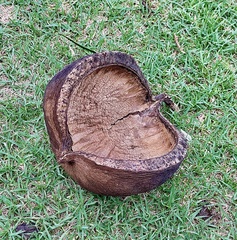 Pterygota brasiliensis