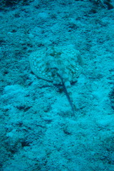 Urobatis jamaicensis