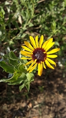 Grindelia pulchella