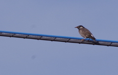 Spodiopsar cineraceus