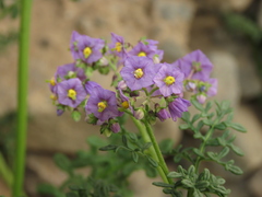 Solanum brachyantherum
