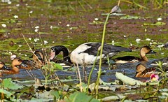 Anseranas semipalmata