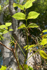 Swietenia mahagoni