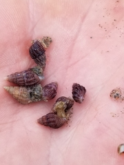 Ilyanassa trivittata