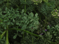 Solanum brachyantherum