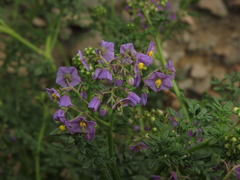 Solanum brachyantherum