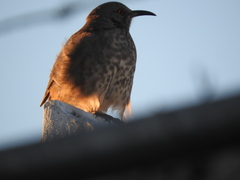 Toxostoma curvirostre