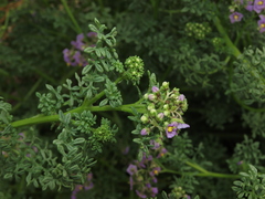 Solanum brachyantherum