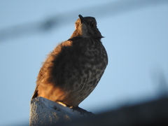 Toxostoma curvirostre