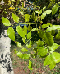 Swietenia mahagoni