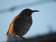 Toxostoma curvirostre