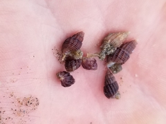 Ilyanassa trivittata