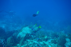 Holacanthus ciliaris