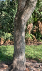 Swietenia mahagoni