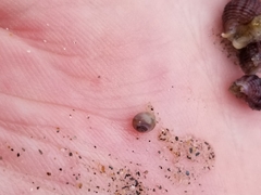 Margarites helicinus