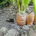 Domestic Carrot - Photo (c) Diogo Luiz, some rights reserved (CC BY-SA), uploaded by Diogo Luiz