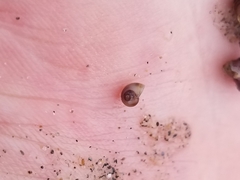 Margarites helicinus