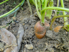 Daucus carota sativus