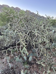 Cylindropuntia thurberi
