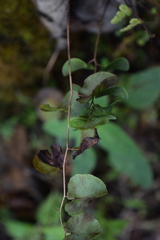 Pellaea cordifolia