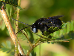 Melissodes leprieuri