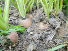 Daucus carota sativus