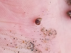 Margarites helicinus