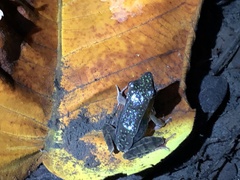 Lithobates warszewitschii