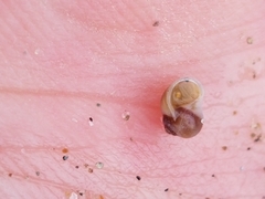 Margarites helicinus