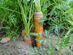 Daucus carota sativus