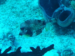 Lactophrys triqueter