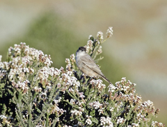 Muscisaxicola capistratus