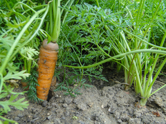 Daucus carota sativus