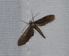 Protoproutia laredoata