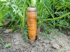 Daucus carota sativus