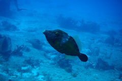 Cantherhines macrocerus